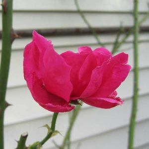 Meet your Posher, Xinyue